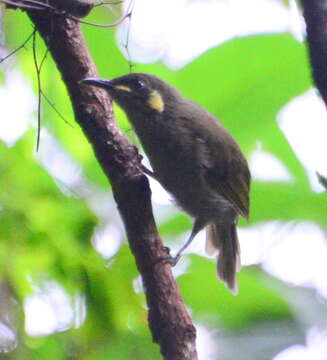 Image of Cryptic Honeyeater