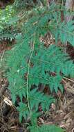 Image of Limp-Leaf Fern