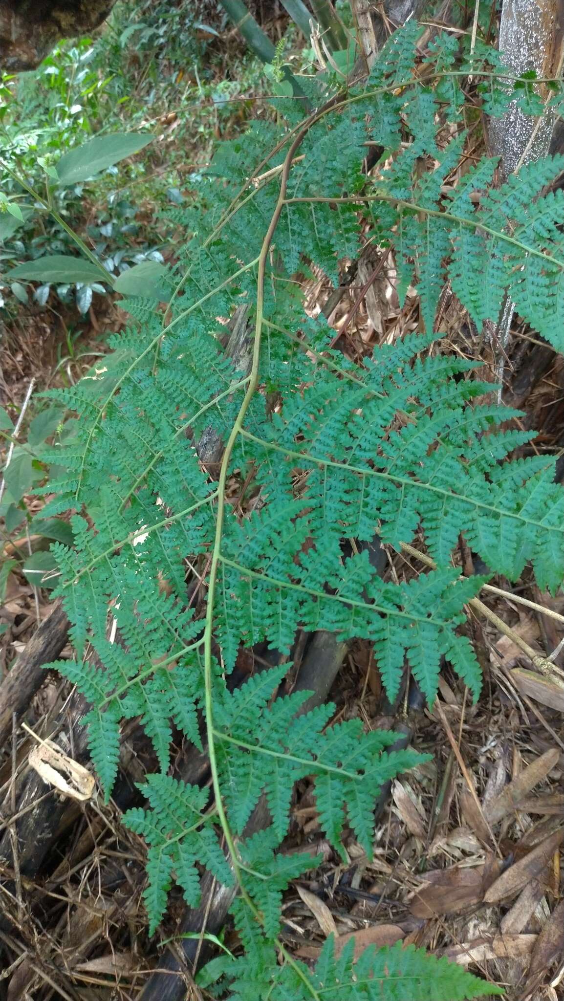 Sivun Microlepia speluncae (L.) Moore kuva