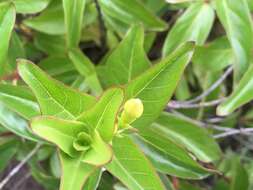 Image of Mandevilla mexicana (Müll. Arg.) R. E. Woodson