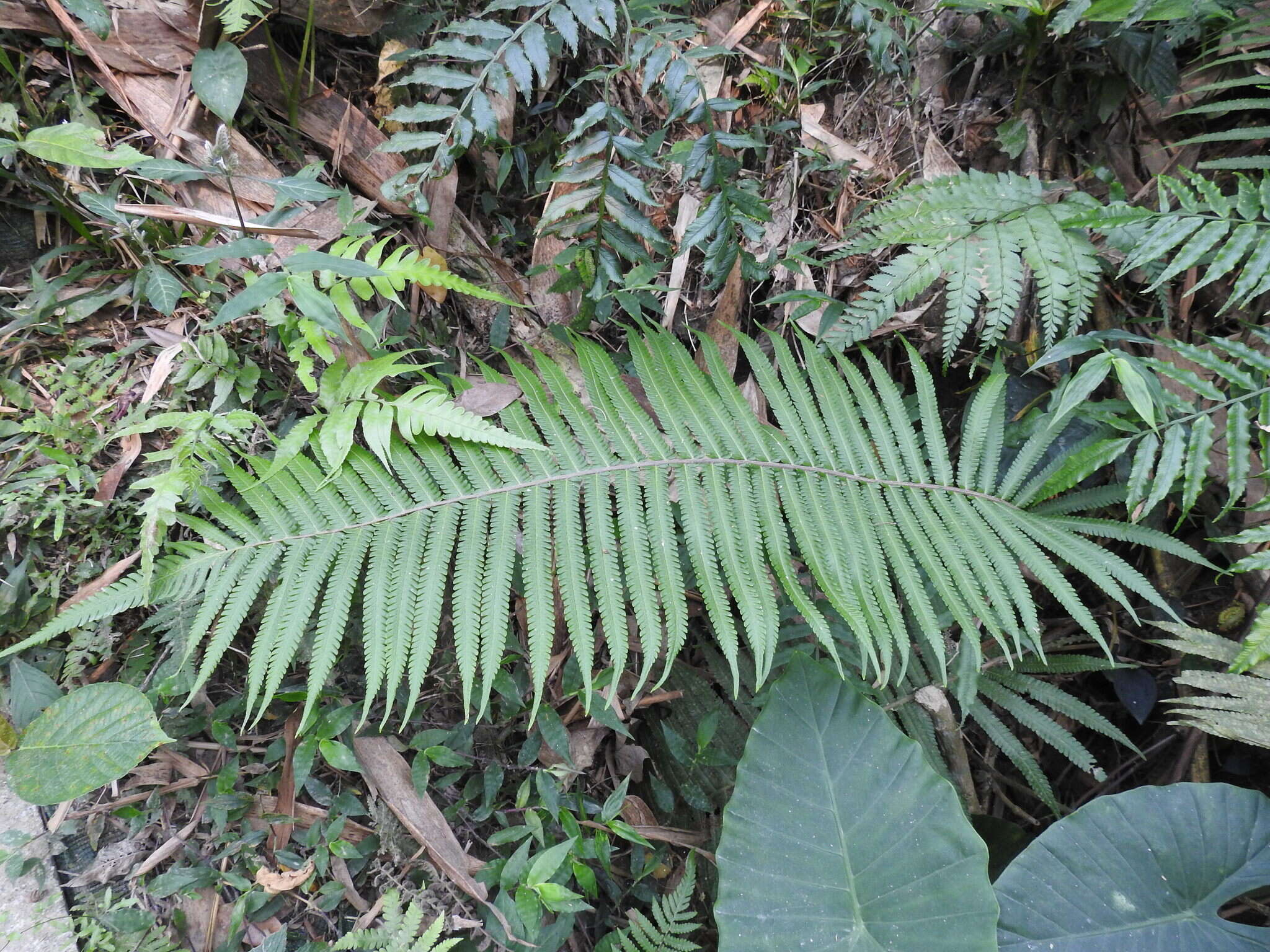 Image of Taiwan maiden fern