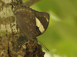 Charaxes bohemani Felder & Felder 1859的圖片