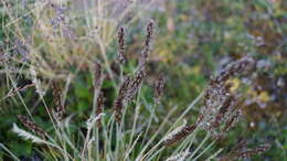 Image of Eurasian Junegrass