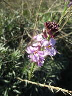 Image of Bowles perennial wallflower