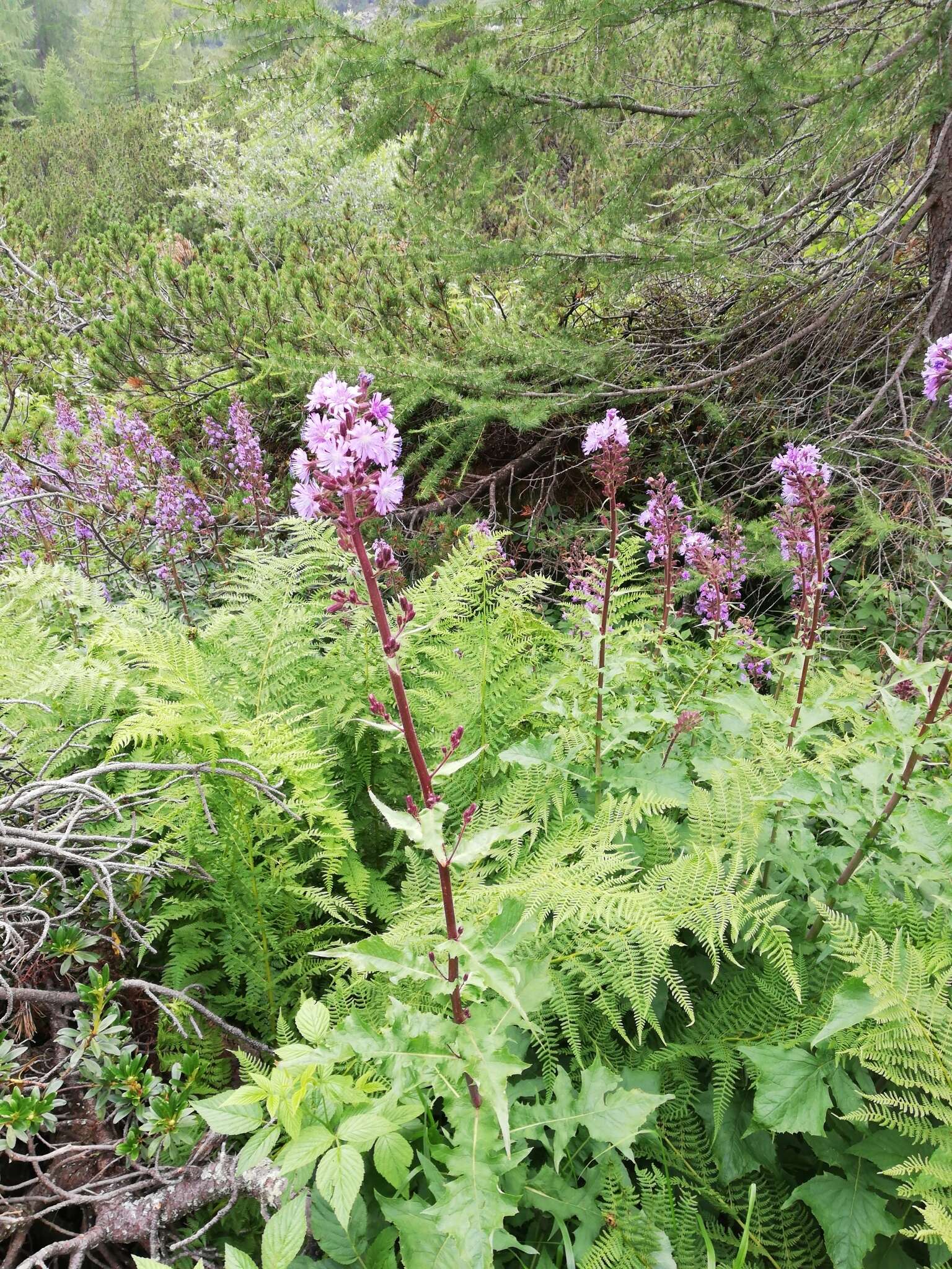 Image de Cicerbita alpina (L.) Wallr.