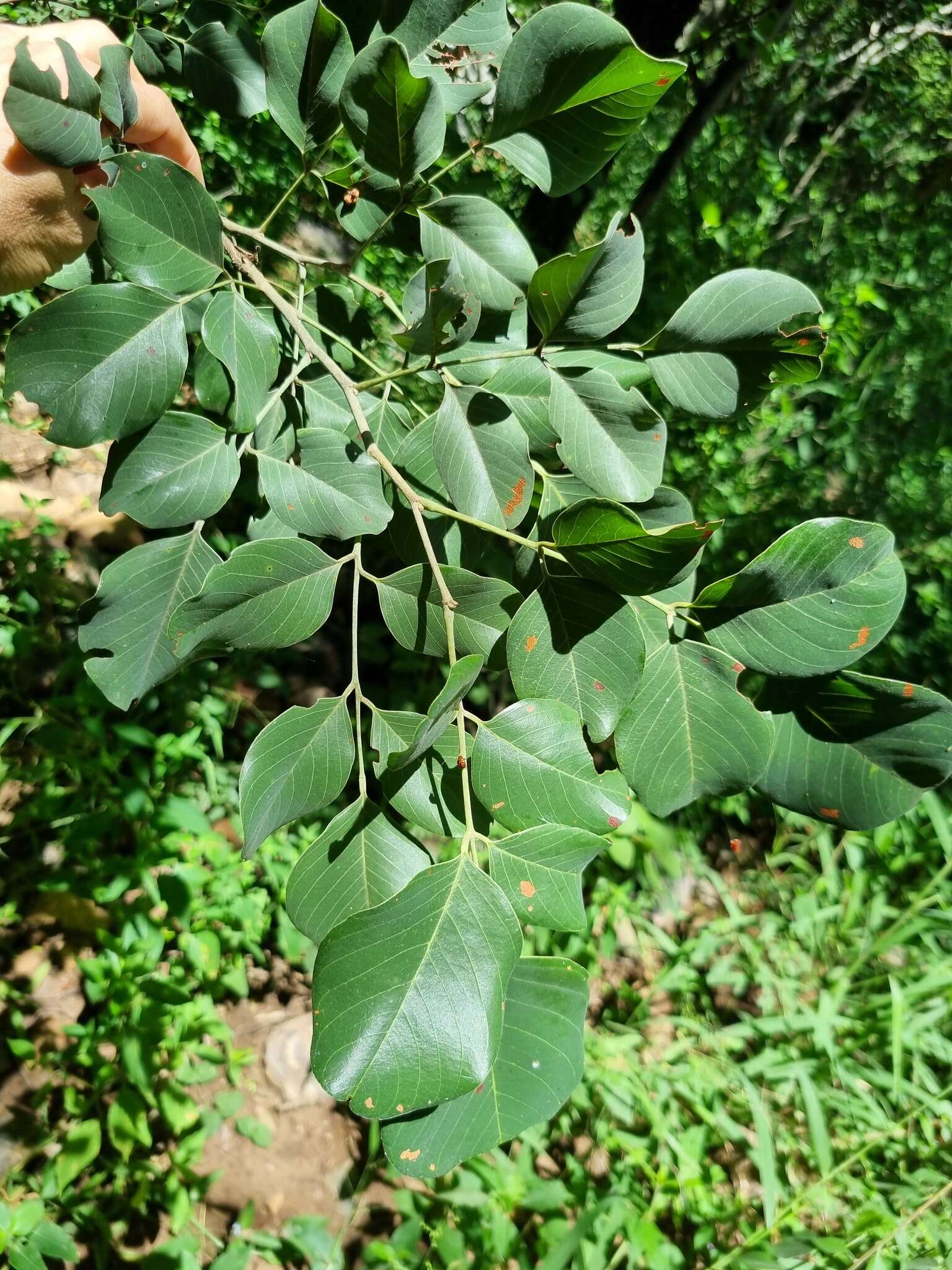 صورة Pterocarpus rotundifolius (Sond.) Druce