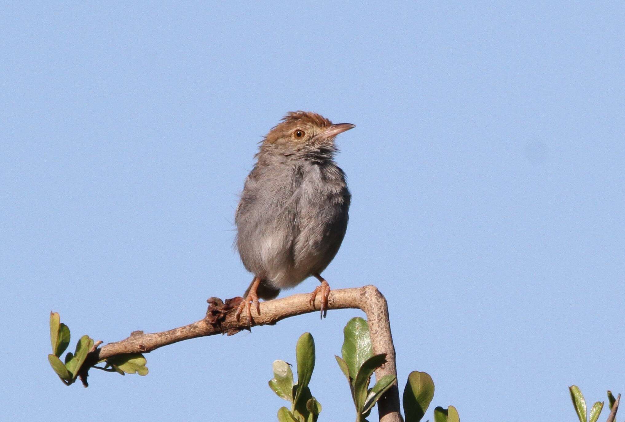 Imagem de Cisticola fulvicapilla dumicola Clancey 1983