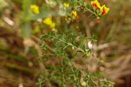 Image of Aotus ericoides (Vent.) G. Don