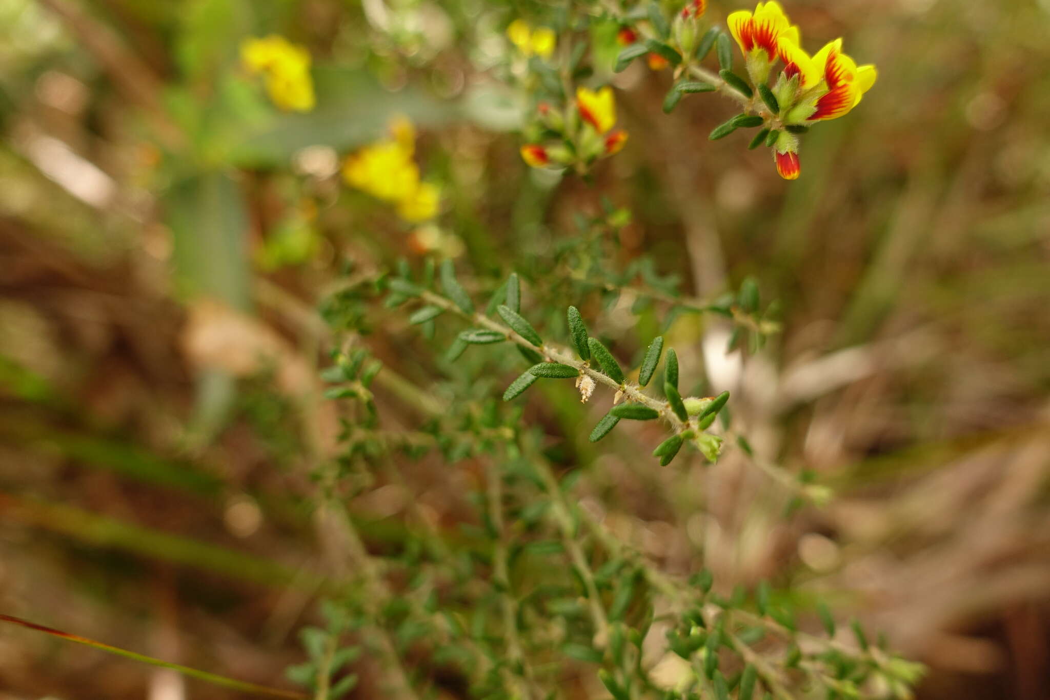 Imagem de Aotus ericoides (Vent.) G. Don