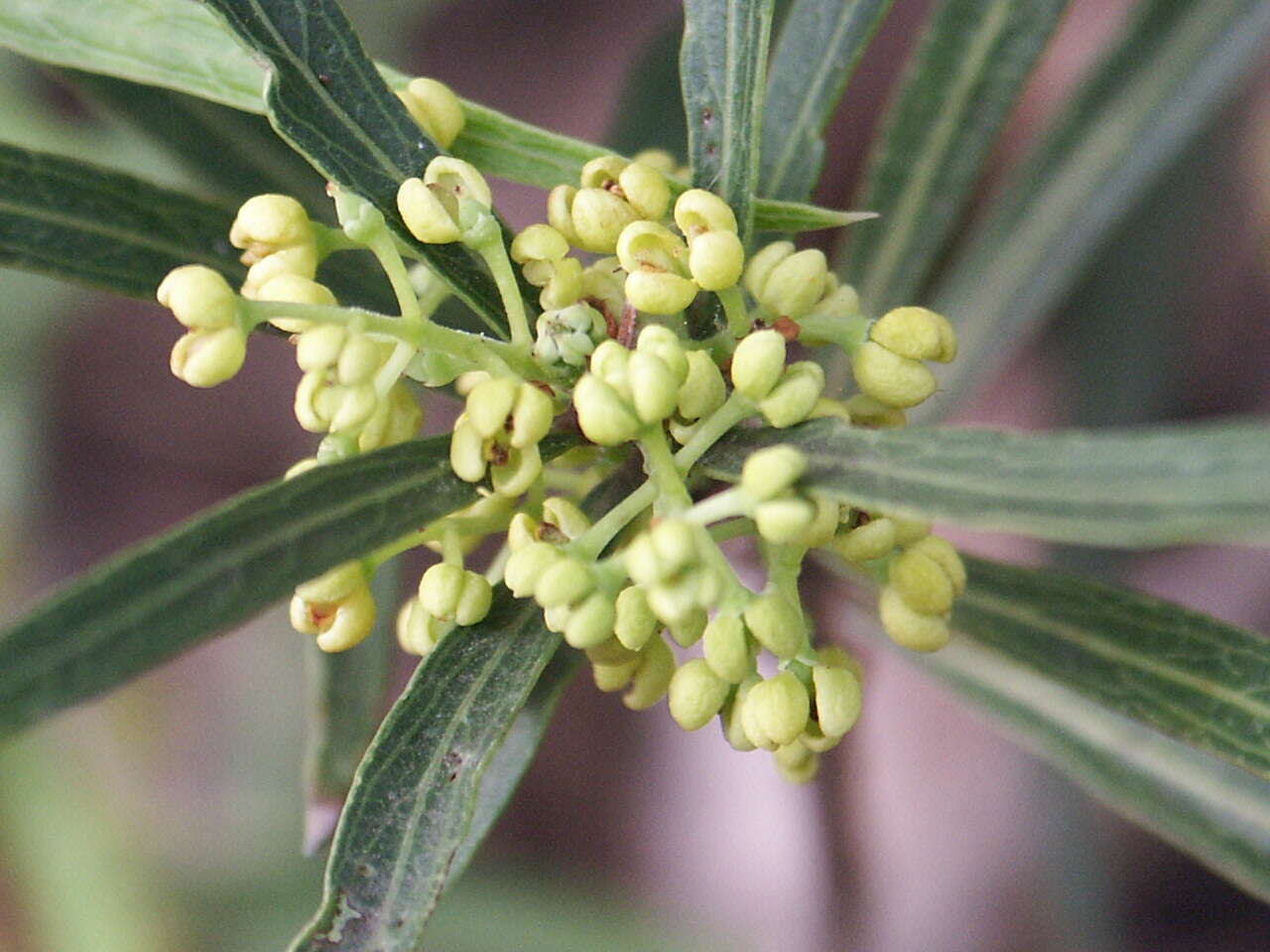 Image of Cooneana Olive