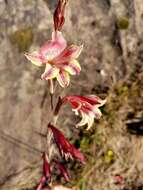 Image of Gladiolus guthriei F. Bolus