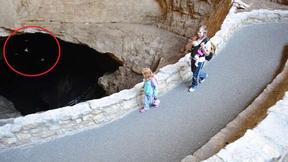 Image of Cave Swallow