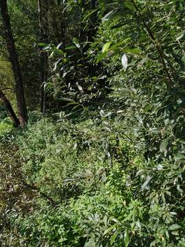 Image of Salix viminalis var. gmelinii (Pall.) Andersson