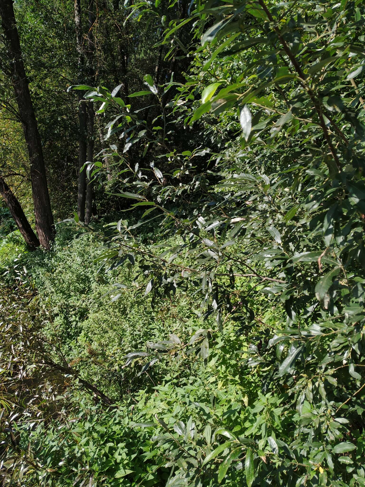 Image de Salix viminalis var. gmelinii (Pall.) Andersson