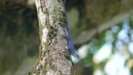 Image of Blue anole