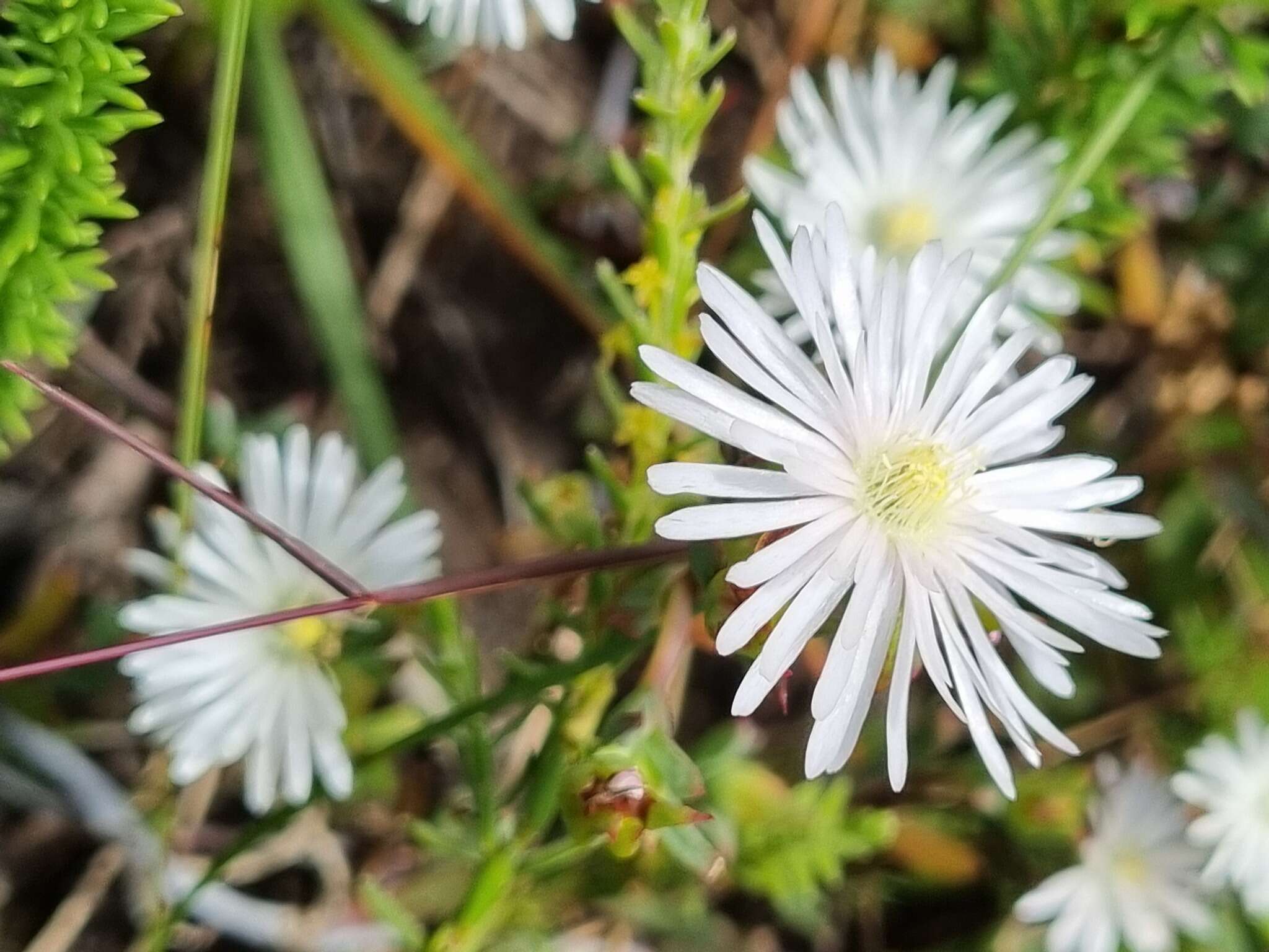 صورة Lampranthus deflexus (Ait.) N. E. Br.