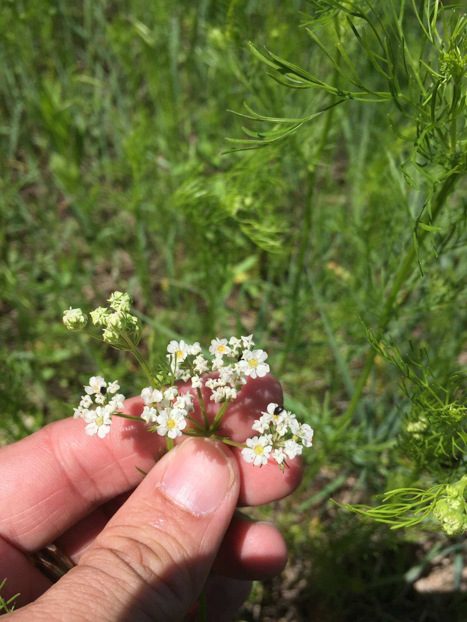 Image of prairie bishop