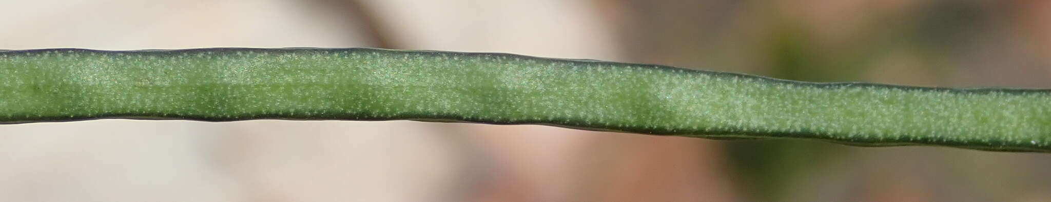 Слика од Heliophila elongata (Thunb.) DC.