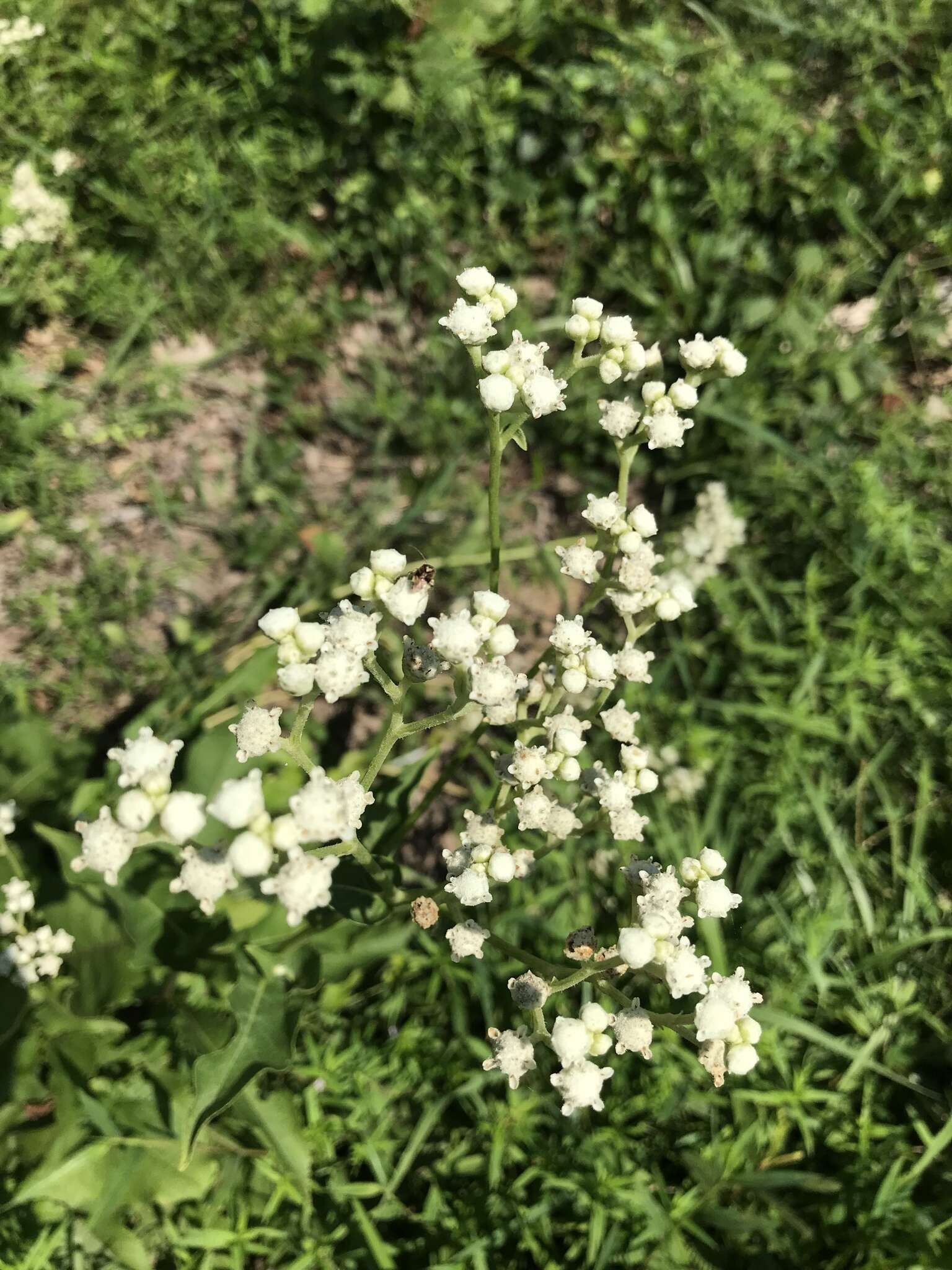 Plancia ëd <i>Parthenium <i>integrifolium</i></i> var. integrifolium