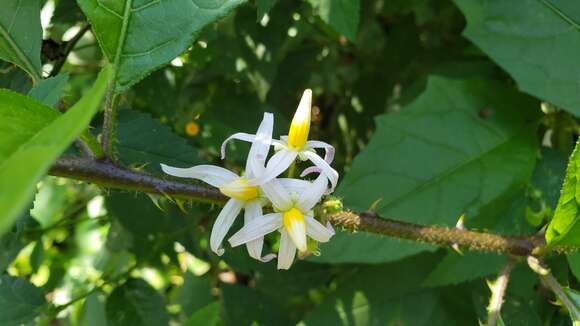 Image of Solanum volubile Sw.