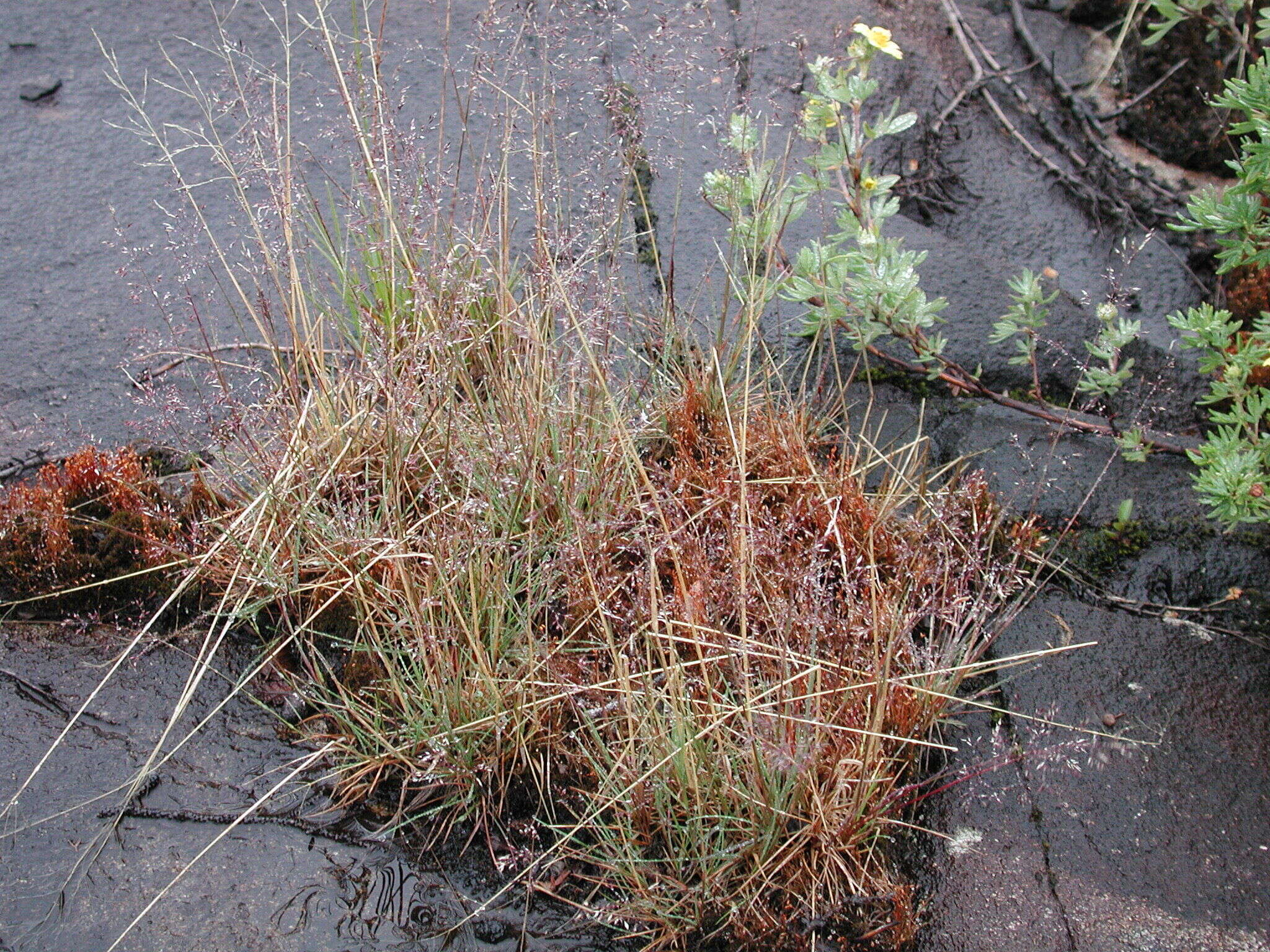 Image of northern bentgrass