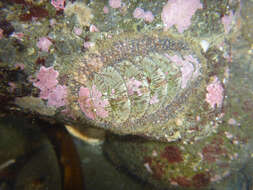 Image of Woody Chiton