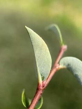 Image of Salix planifolia subsp. planifolia