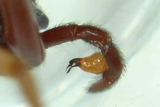 Image of Harpactea rubicunda (C. L. Koch 1838)