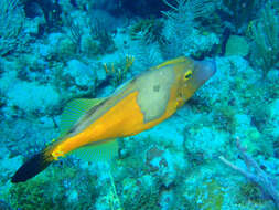 Image of Whitespotted Filefish