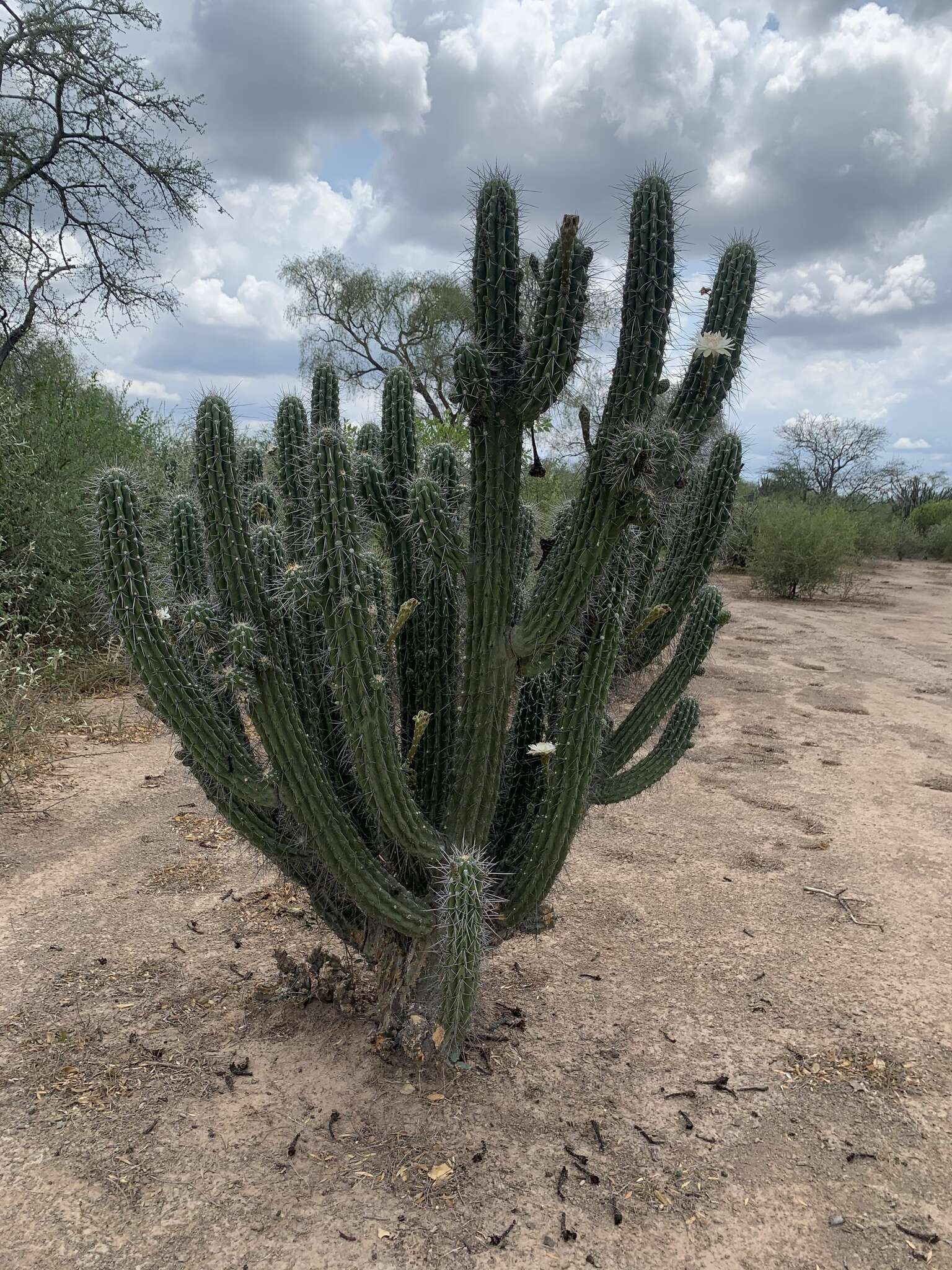 Image of Toothpick Cactus