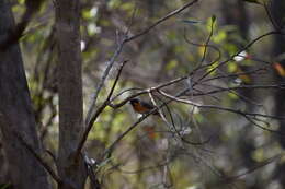 Symposiachrus trivirgatus (Temminck 1826) resmi