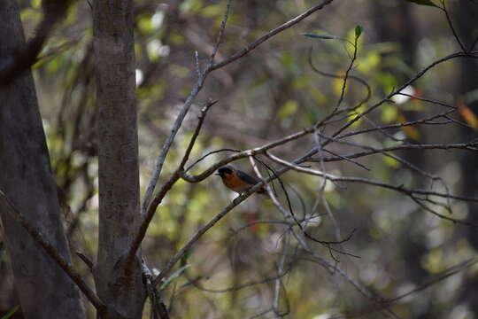 Image of Spectacled Monarch