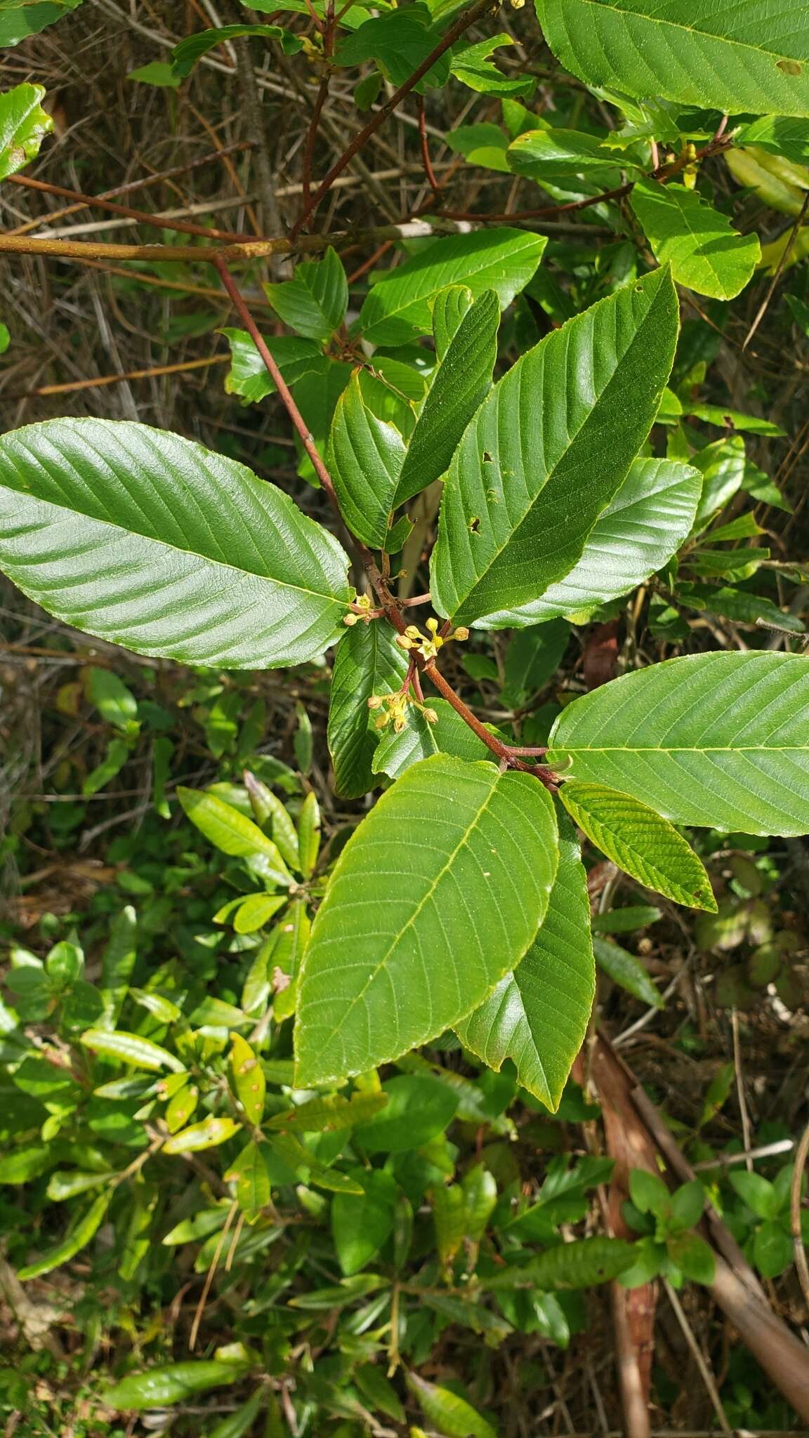 Слика од Frangula purshiana subsp. purshiana