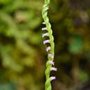Image of Spiranthes suishanensis (Hayata) Schltr.