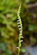 Imagem de Spiranthes suishanensis (Hayata) Schltr.