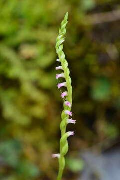 Spiranthes suishanensis (Hayata) Schltr.的圖片