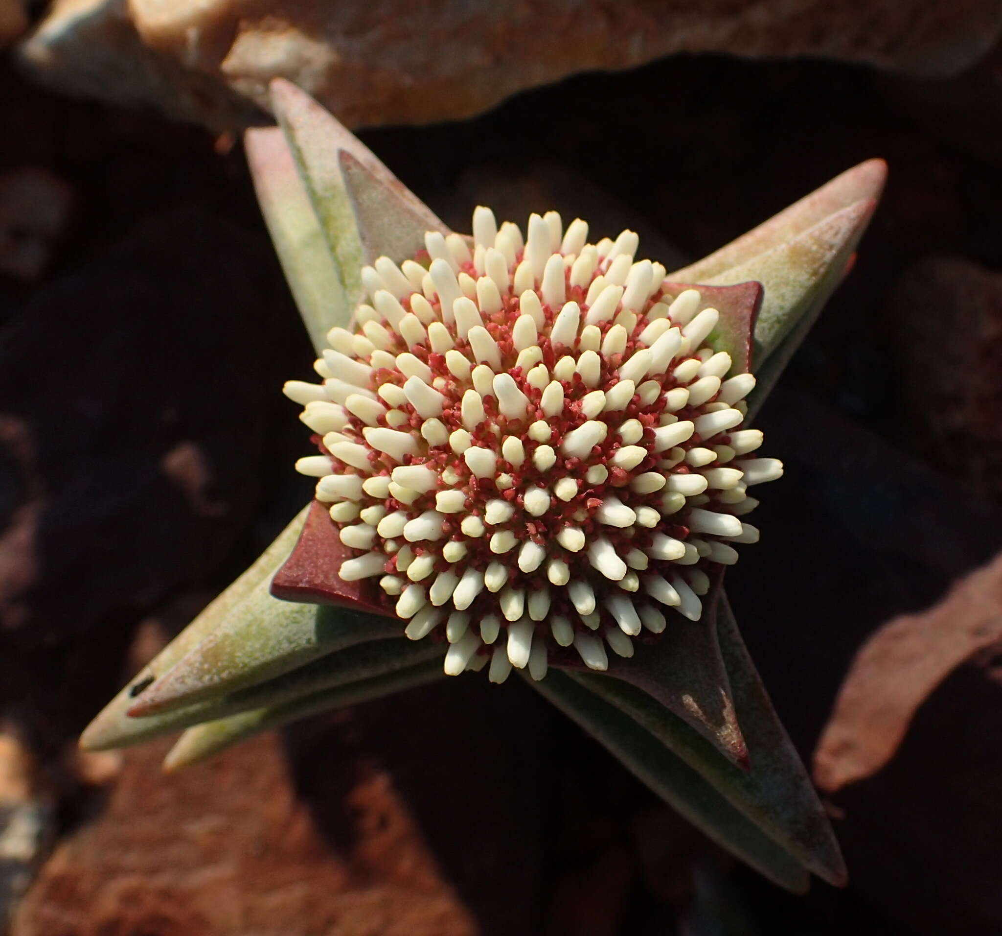 Image of Crassula congesta N. E. Br.