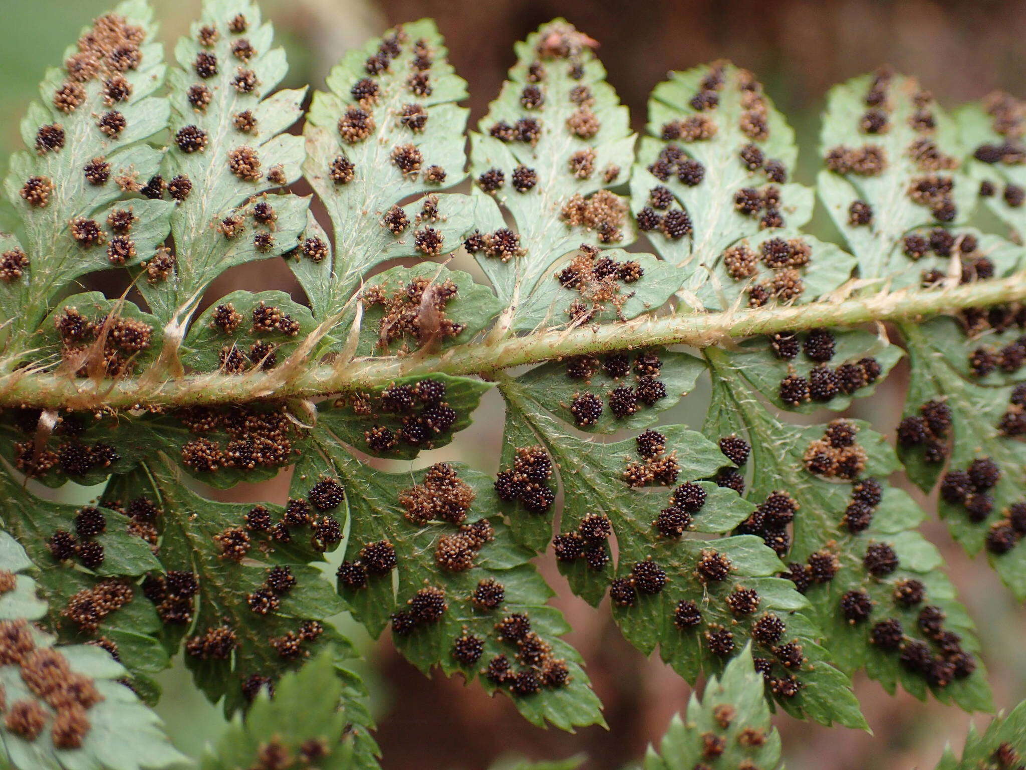 Imagem de Polystichum ammifolium (Desv.) C. Chr.