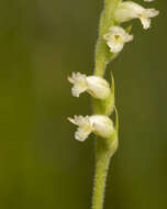 Spiranthes laciniata (Small) Ames resmi