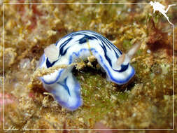 Image de Hypselodoris maritima (Baba 1949)