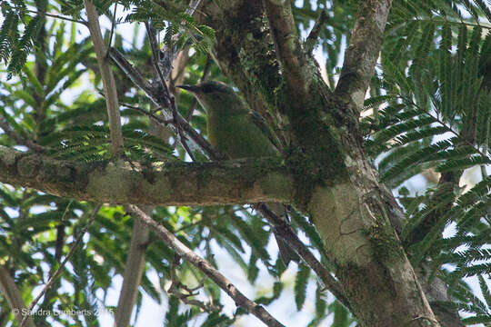 Imagem de Dacnis cayana (Linnaeus 1766)