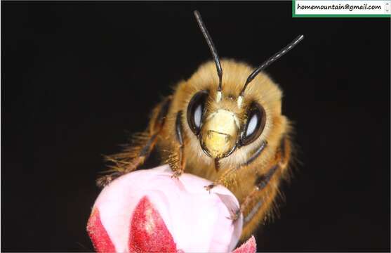 Imagem de Anthophora melanognatha Cockerell 1911