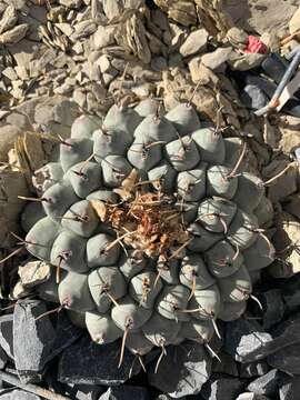 Image of Thelocactus rinconensis (Poselger) Britton & Rose