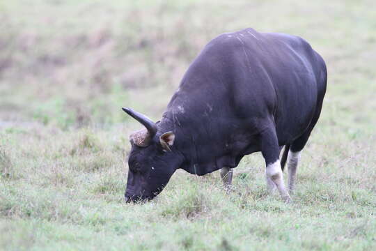 Bos javanicus javanicus d'Alton 1823 resmi