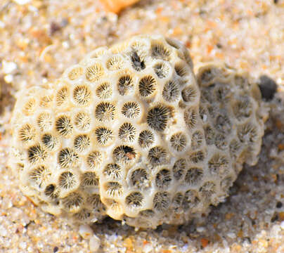 Image of Northern Star Coral