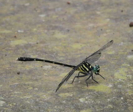 Image of Heliogomphus walli Fraser 1925