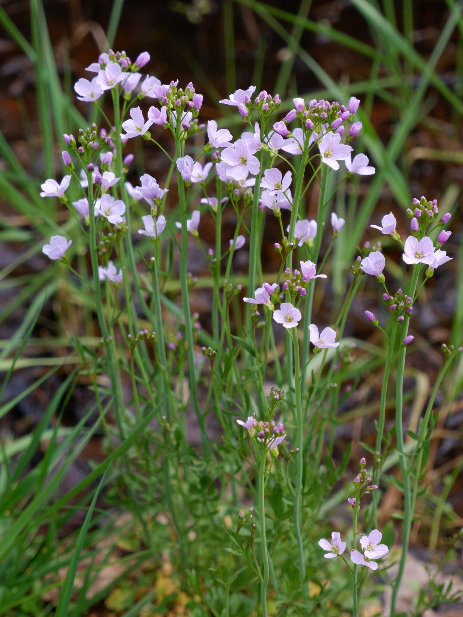 Image of cuckoo flower