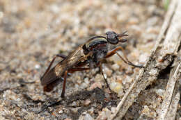 Image of Ectinorhynchus latistria (Walker 1848)