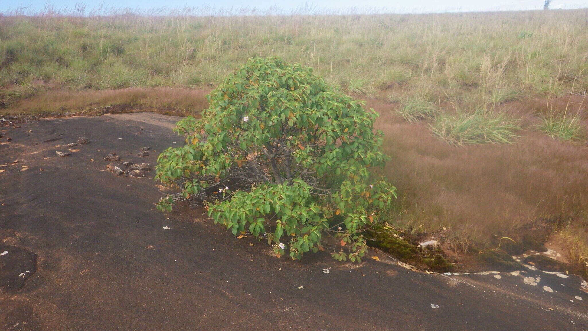 Image of Dionycha bojerii Naud.