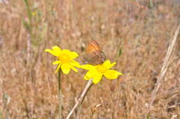 Image of Common Woolly Sunflower